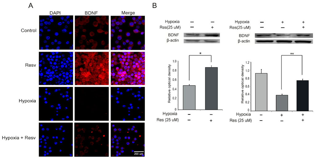 Ijms 15 15512 g005 1024