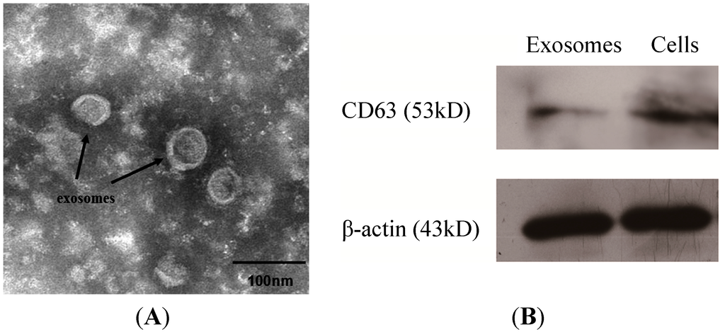 Ijms 15 15530 g001 1024