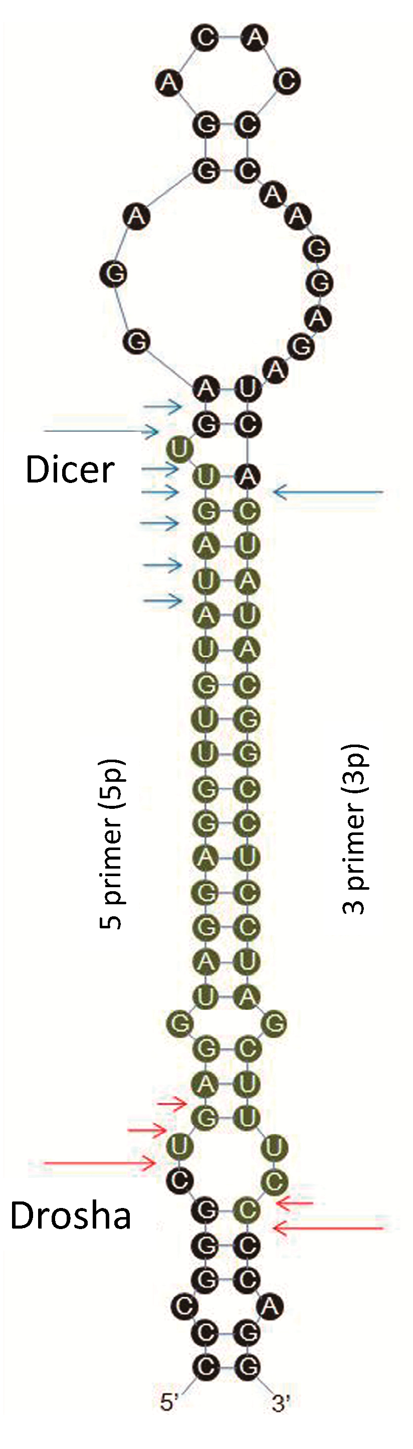 Ijms 15 15530 g009 1024