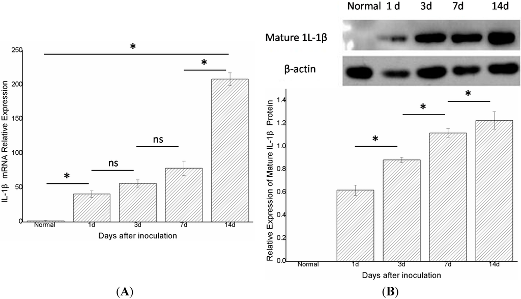 Ijms 15 15806 g002 1024