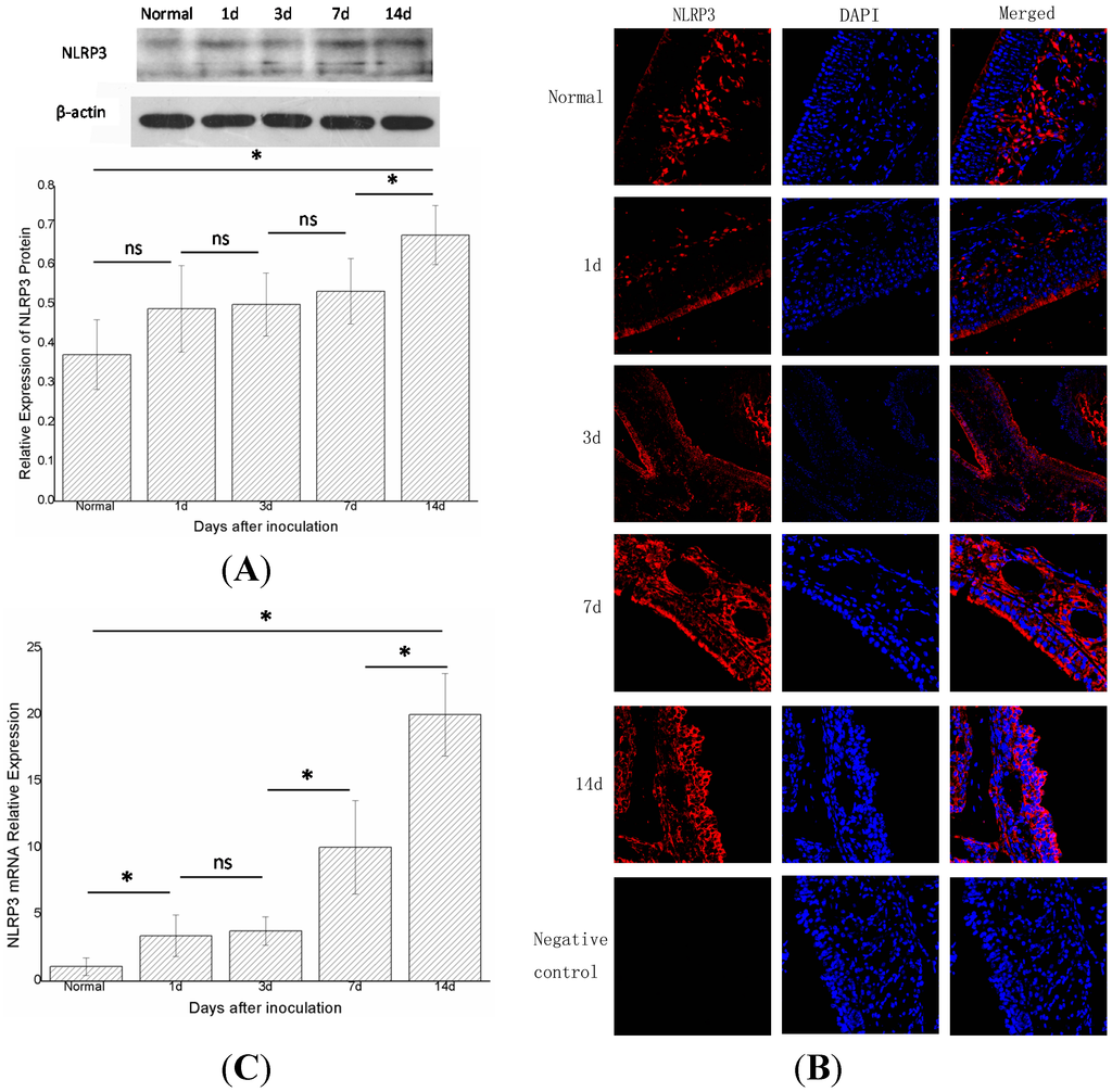 Ijms 15 15806 g003 1024
