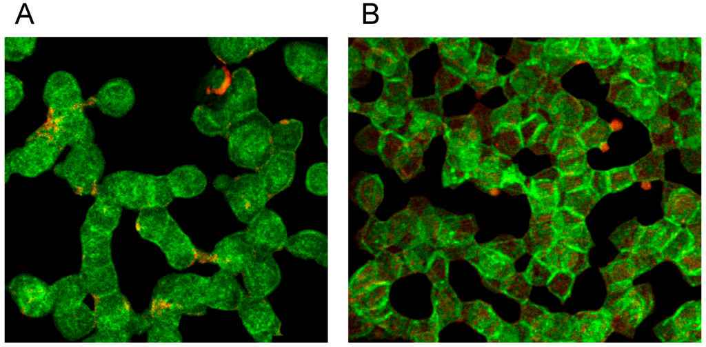 Ijms 15 16134 g007 1024