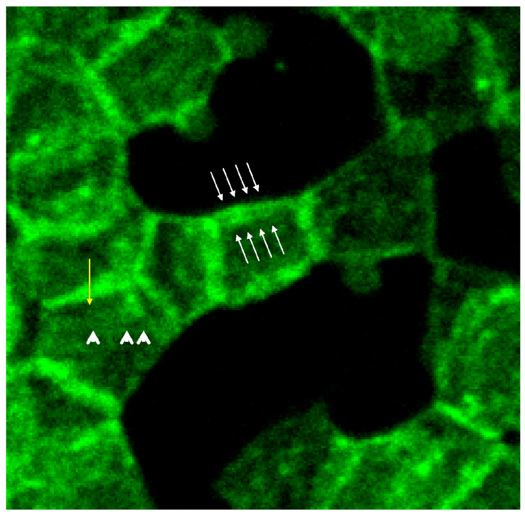 Ijms 15 16134 g008 1024