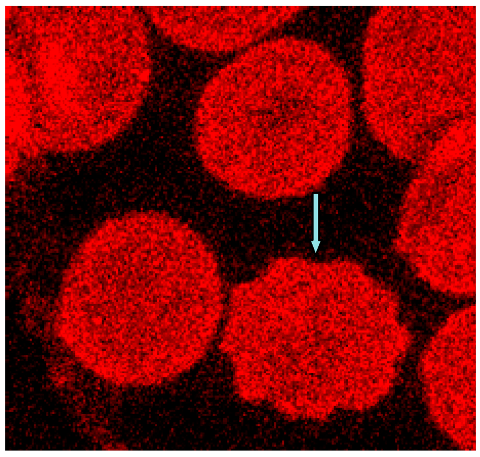 Ijms 15 16134 g011 1024