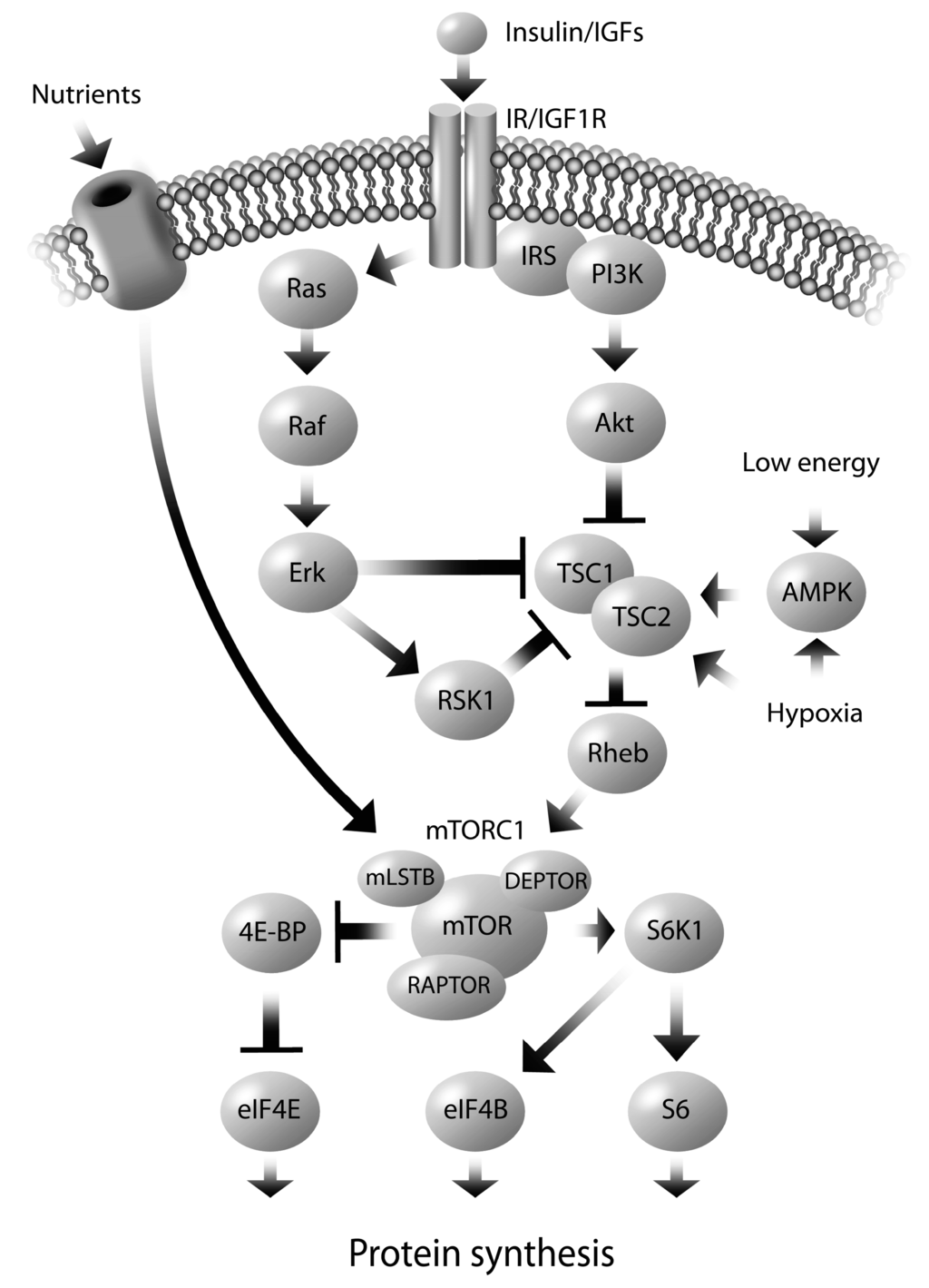 Ijms 15 16153 g002 1024