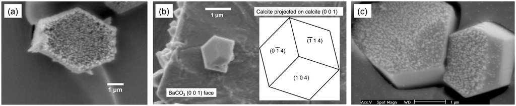 Ijms 15 16320 g001 1024