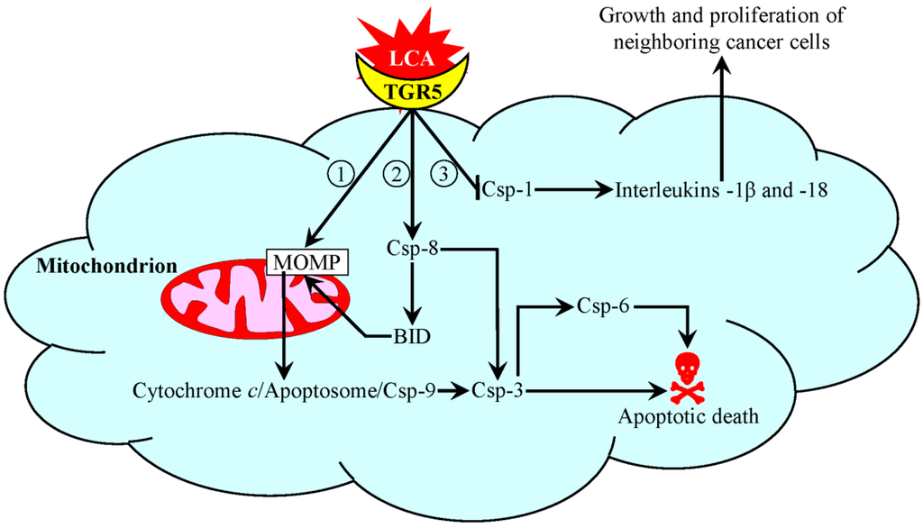 Ijms 15 16522 g003 1024