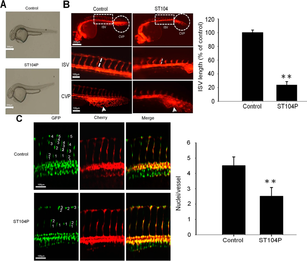 Ijms 15 16611 g002 1024