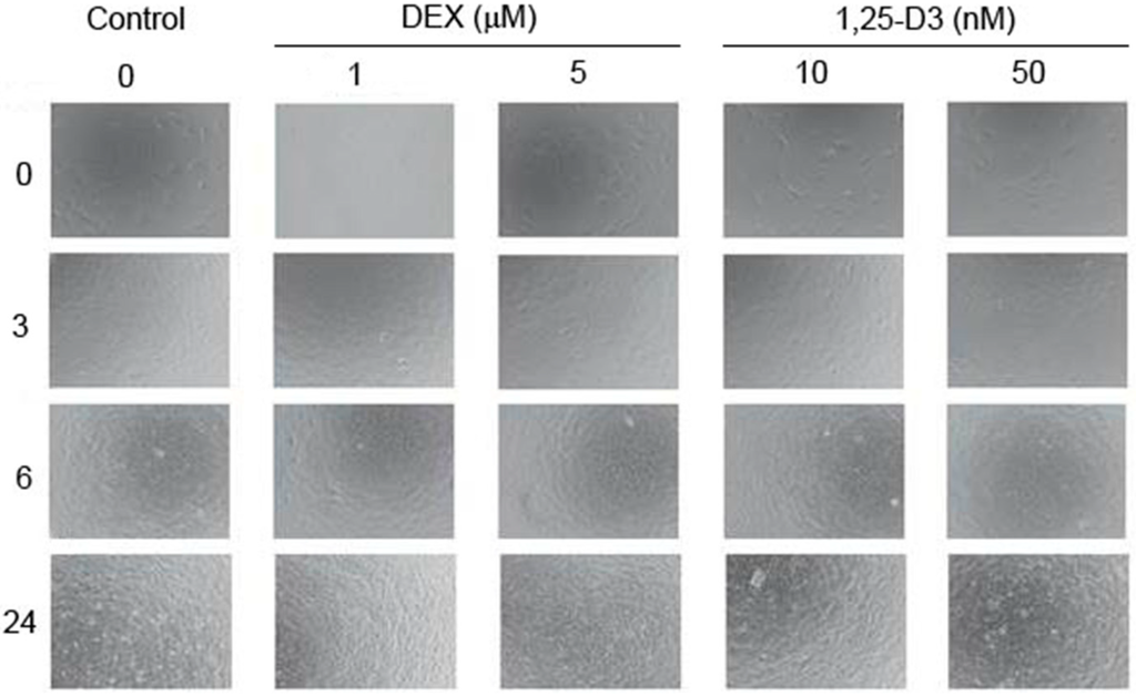 Ijms 15 16649 g001 1024