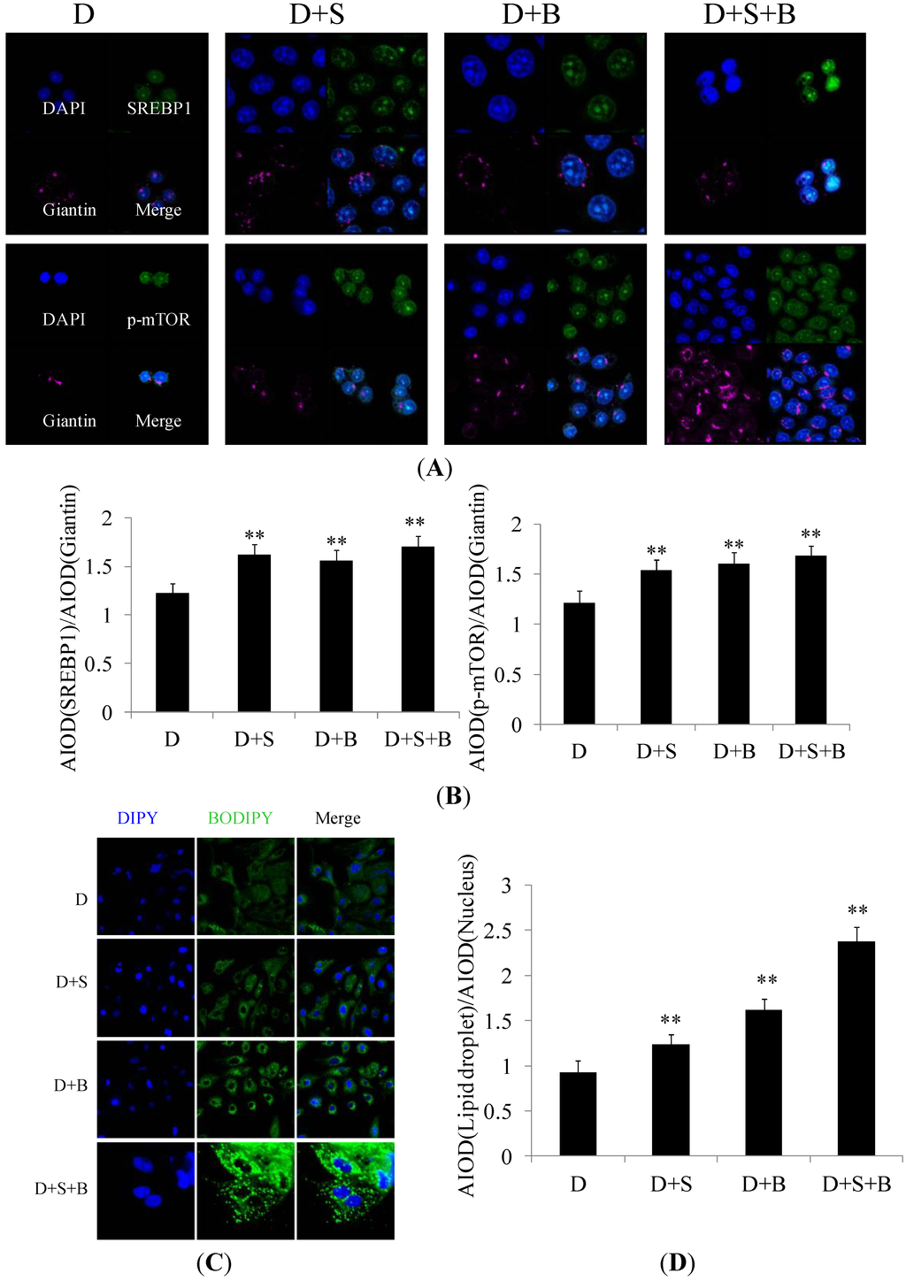 Ijms 15 16998 g005 1024