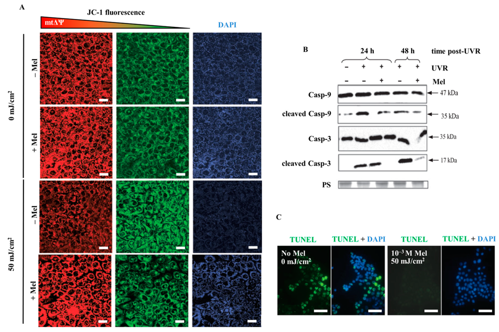 Ijms 15 17705 g006 1024