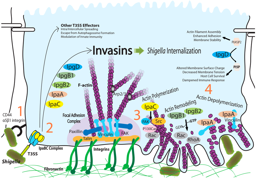 Ijms 15 18253 g001 1024