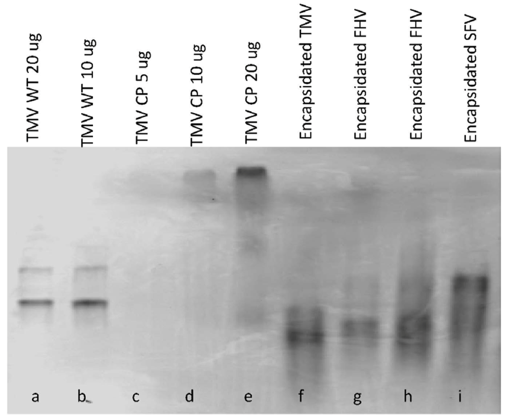 Ijms 15 18540 g006 1024