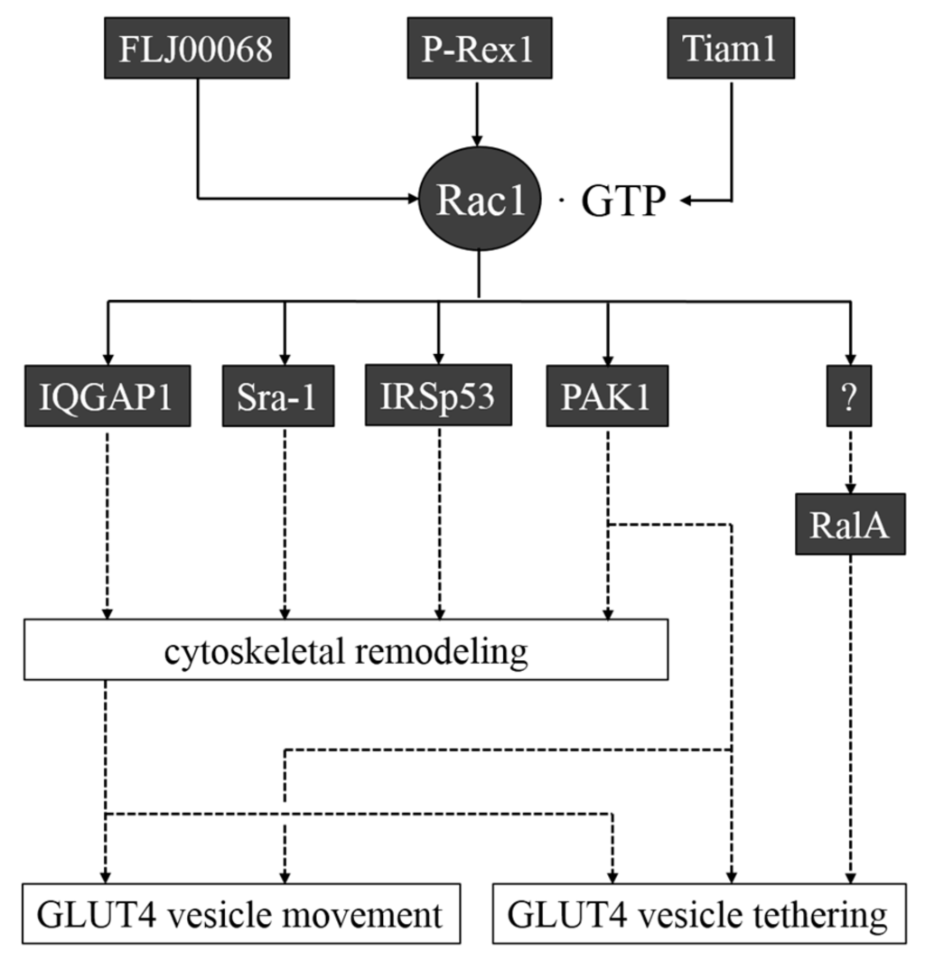 Ijms 15 18677 g003 1024
