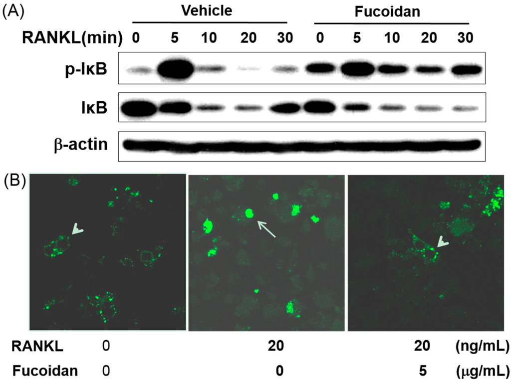 Ijms 15 18840 g006 1024
