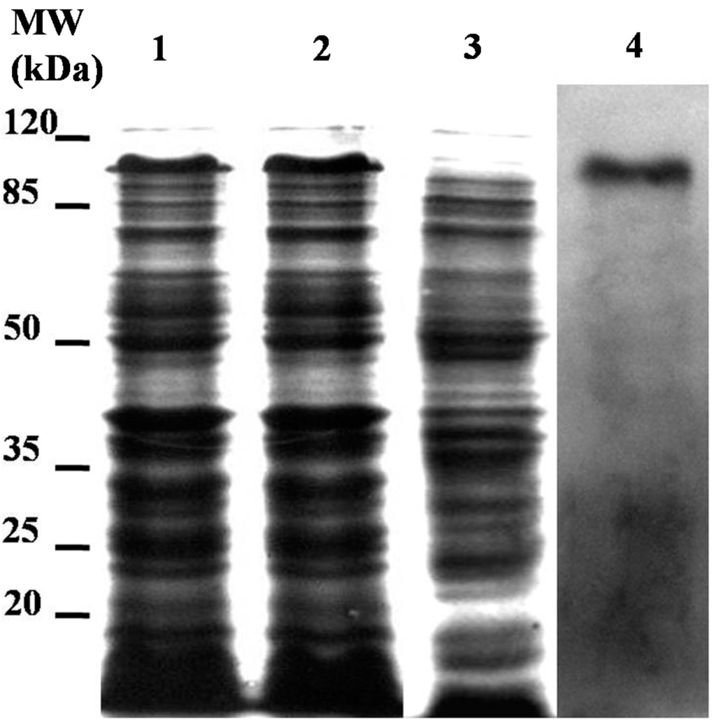 Ijms 15 19147 g004 1024