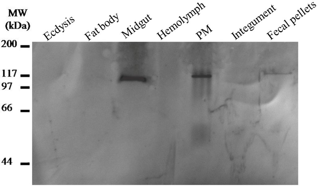 Ijms 15 19147 g007 1024