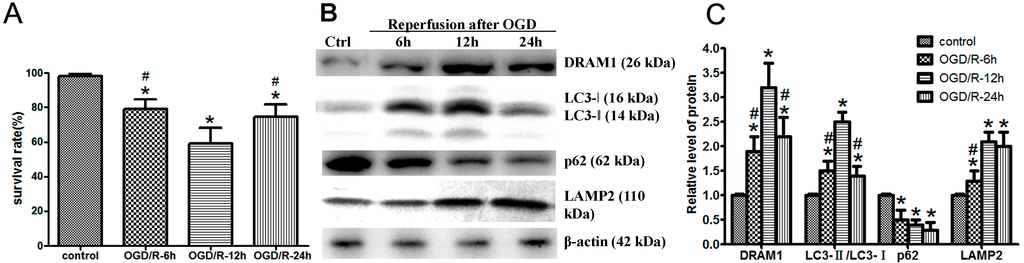 Ijms 15 19253 g001 1024