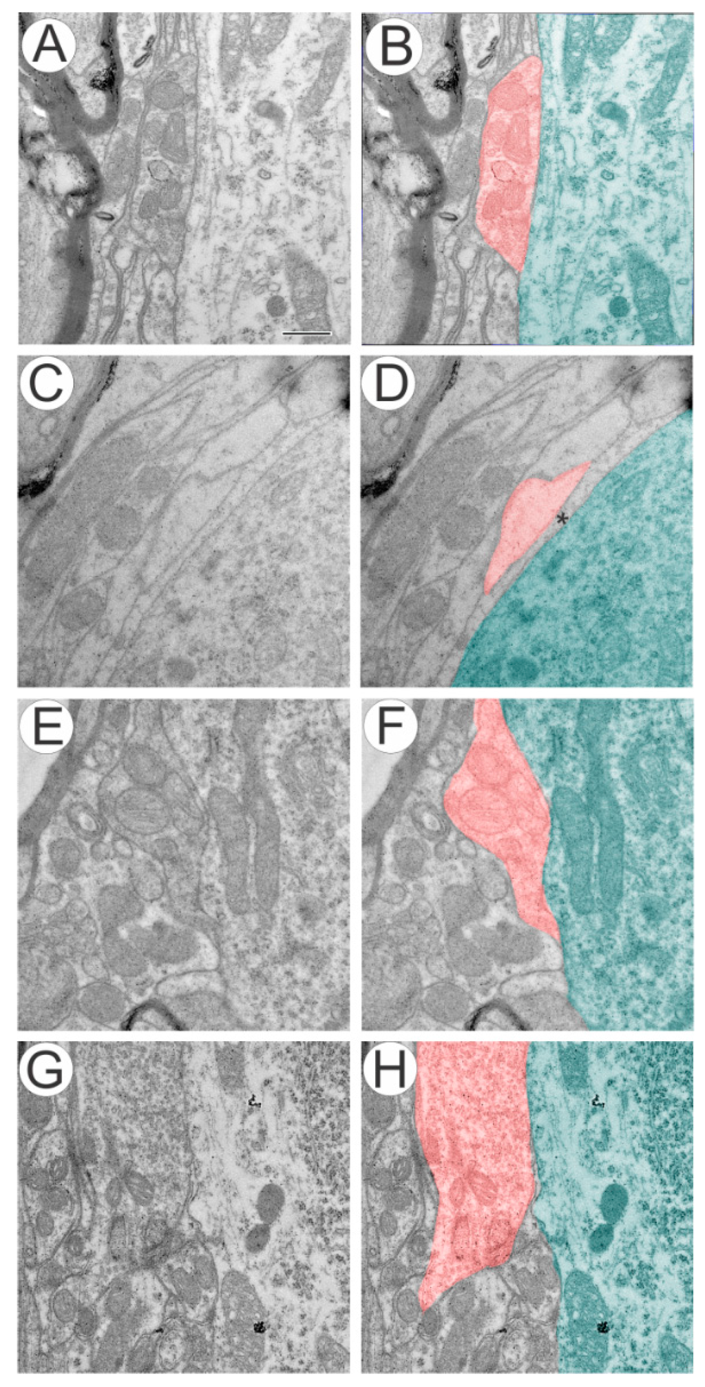 Ijms 15 19535 g001 1024