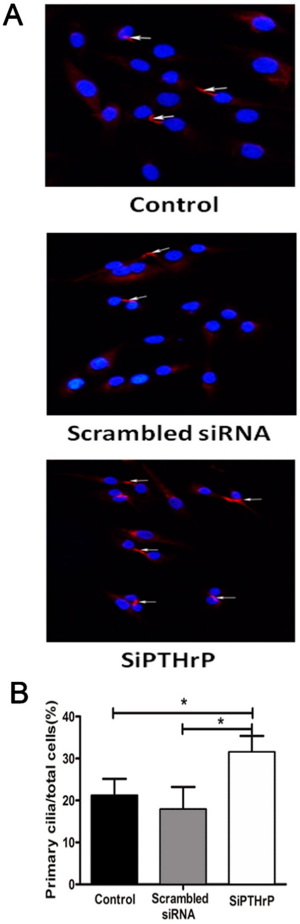 Ijms 15 19816 g006 1024