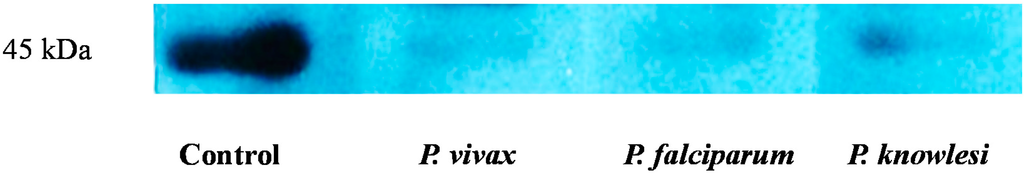 Ijms 15 19952 g002 1024