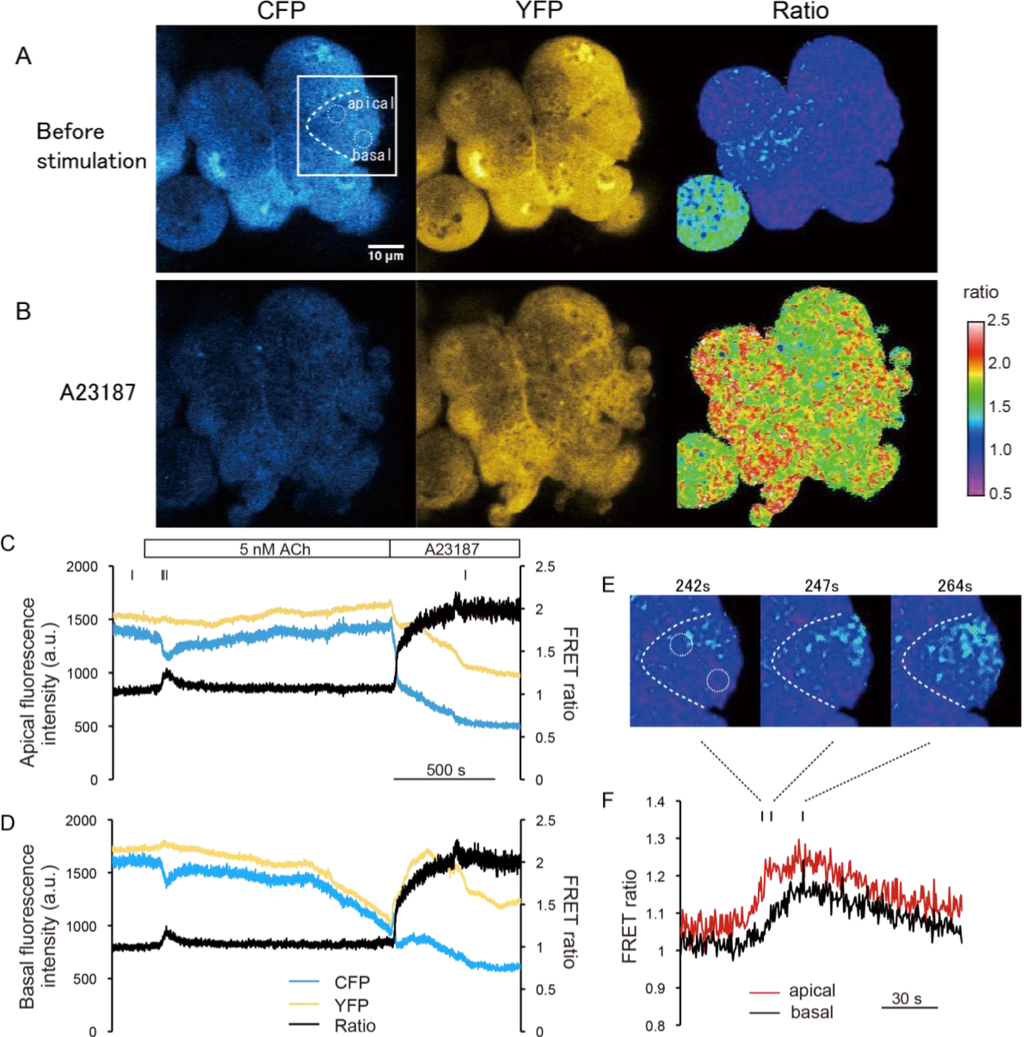 Ijms 15 19971 g002 1024