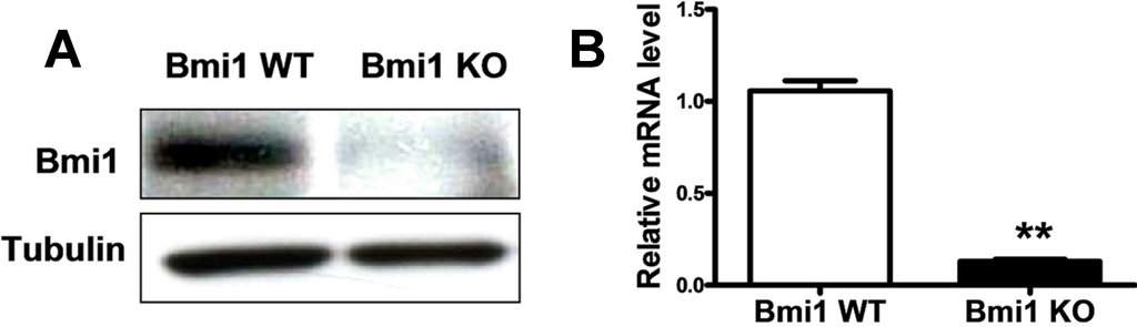 Ijms 15 20004 g001a 1024