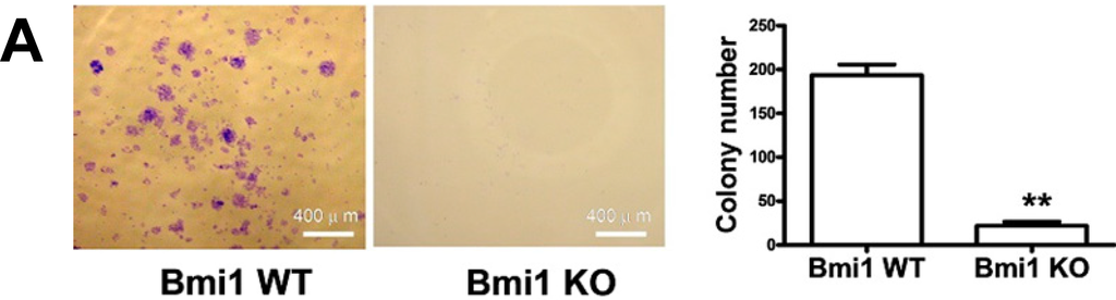 Ijms 15 20004 g003a 1024