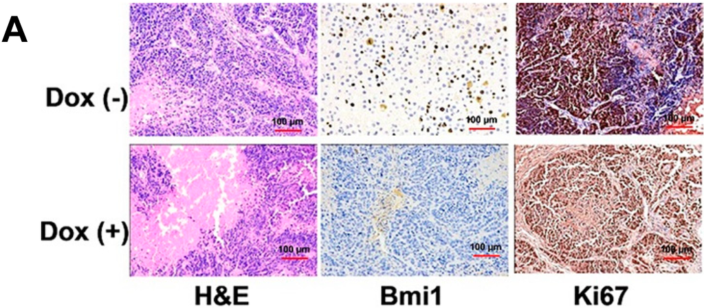 Ijms 15 20004 g006a 1024