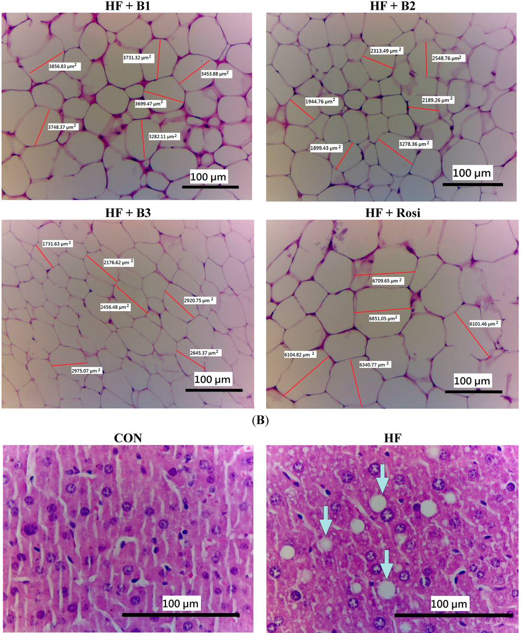 Ijms 15 20022 g003b 1024