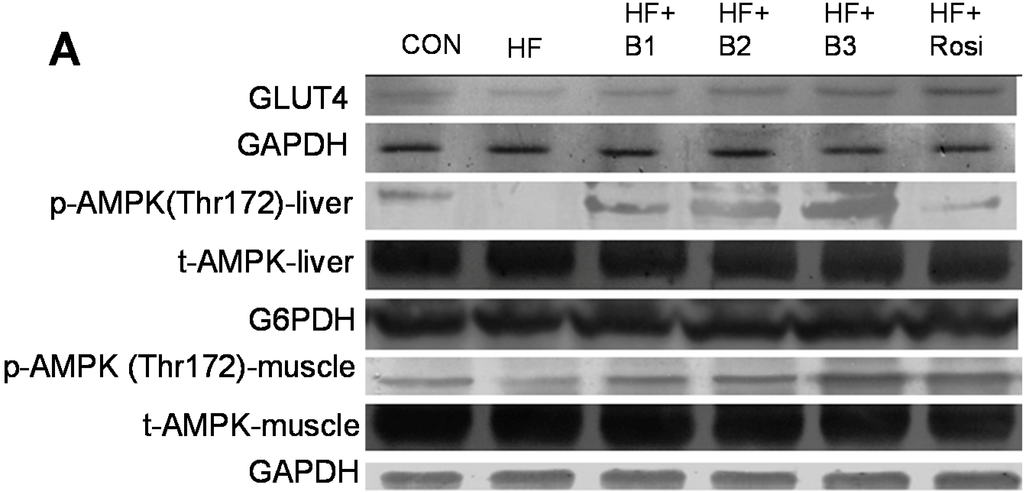 Ijms 15 20022 g005a 1024