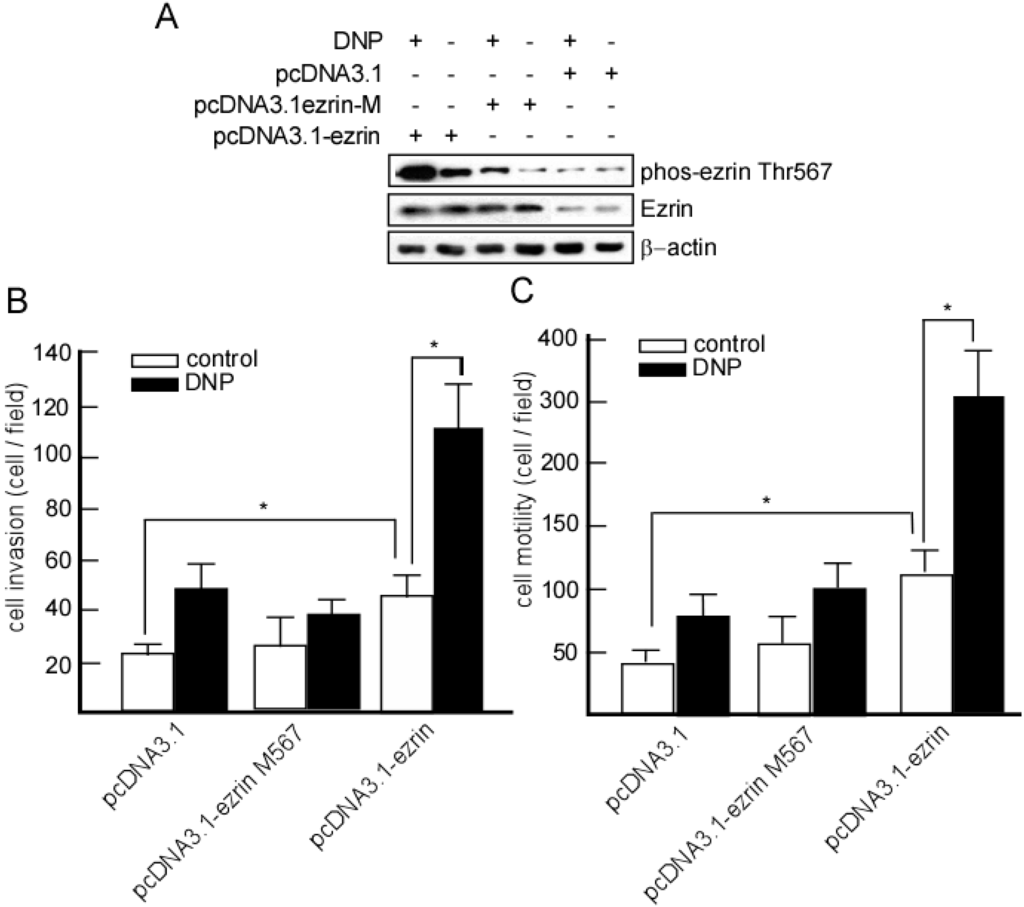 Ijms 15 20054 g005 1024