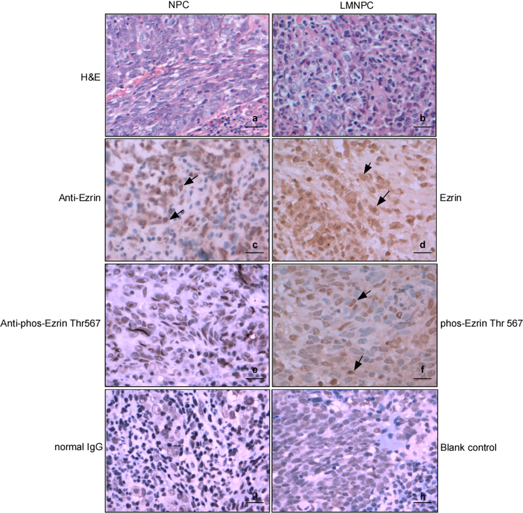 Ijms 15 20054 g006 1024