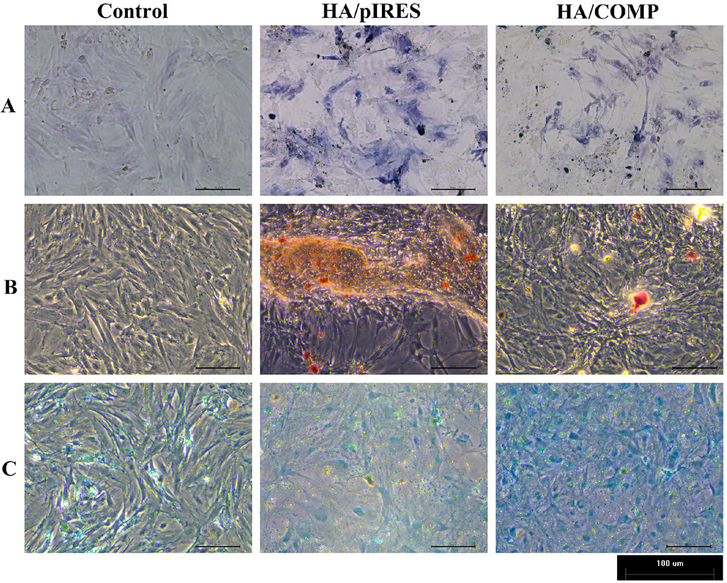 Ijms 15 20117 g009 1024