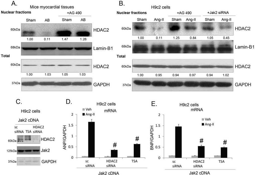 Ijms 15 20240 g004 1024