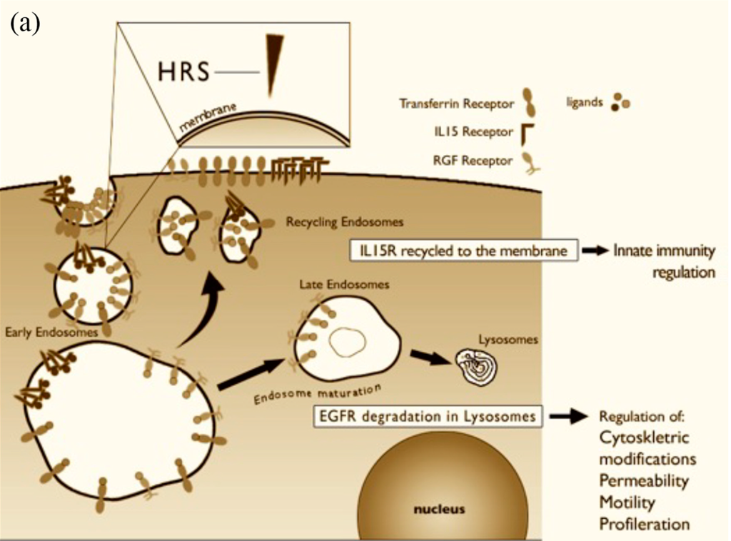Ijms 15 20518 g003a 1024