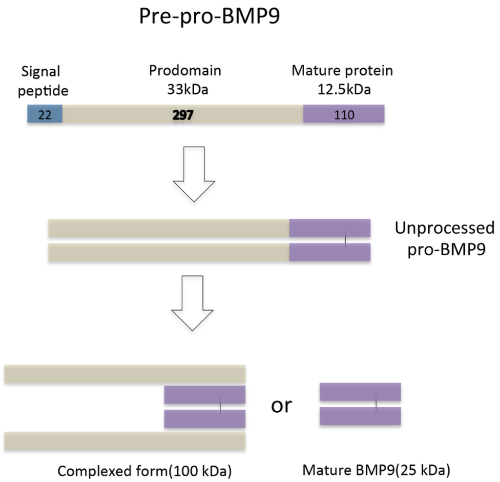 Ijms 15 20656 g001 1024