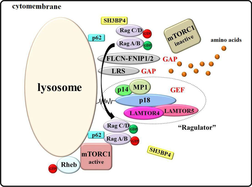 Ijms 15 20753 g002 1024