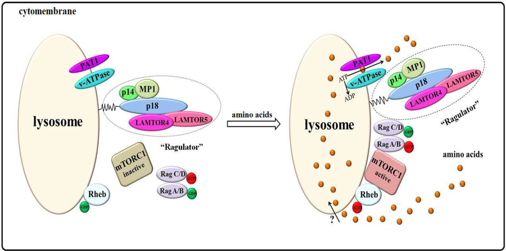 Ijms 15 20753 g003 1024