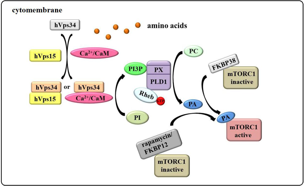 Ijms 15 20753 g004 1024