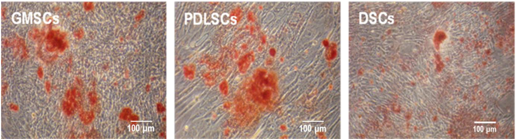 Ijms 15 20982 g006 1024