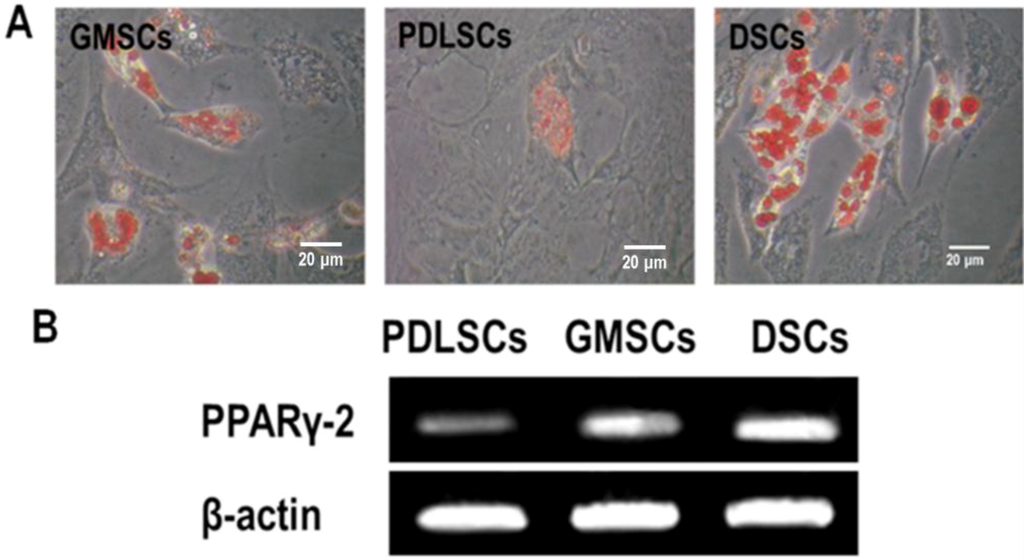 Ijms 15 20982 g008 1024