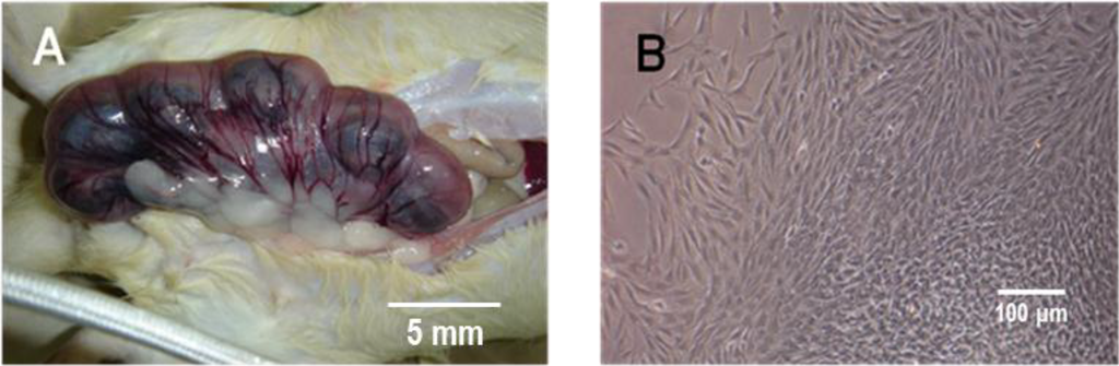 Ijms 15 20982 g009a 1024