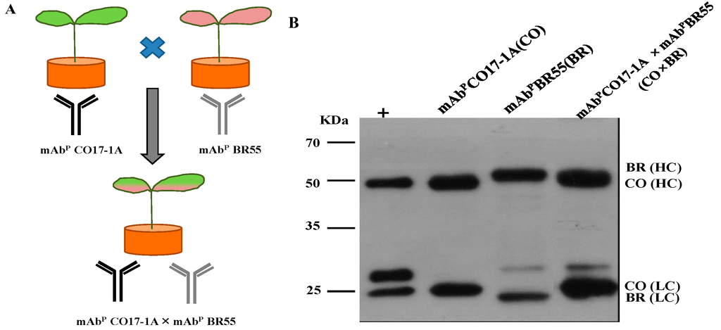 Ijms 15 21105 g001 1024