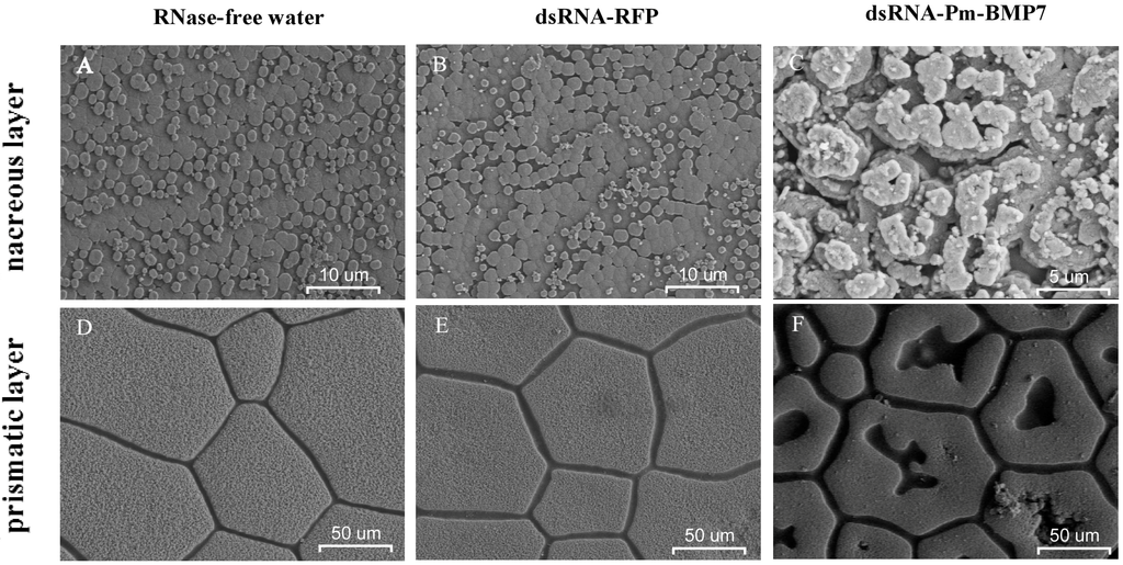 Ijms 15 21215 g006 1024