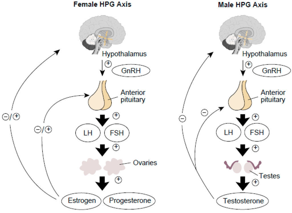 Ijms 15 21253 g005 1024