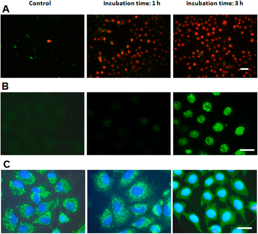 Ijms 15 22772 g003 1024