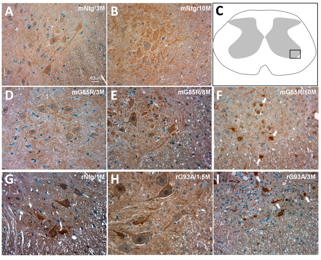 Ijms 15 22918 g001 1024