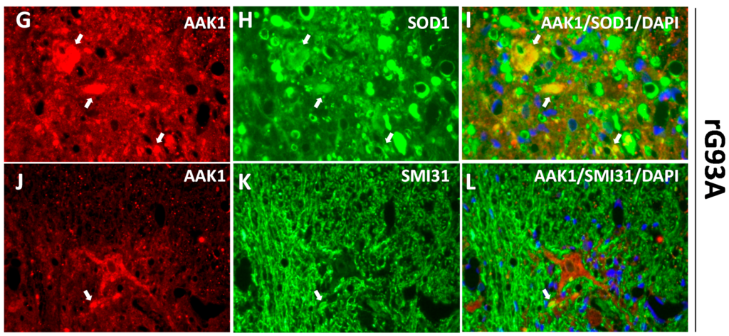 Ijms 15 22918 g003b 1024