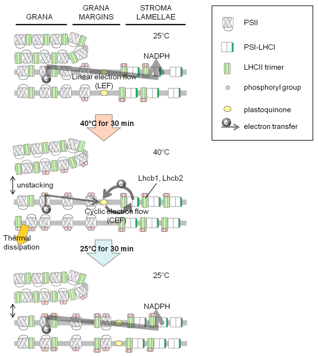 Ijms 15 23042 g005 1024